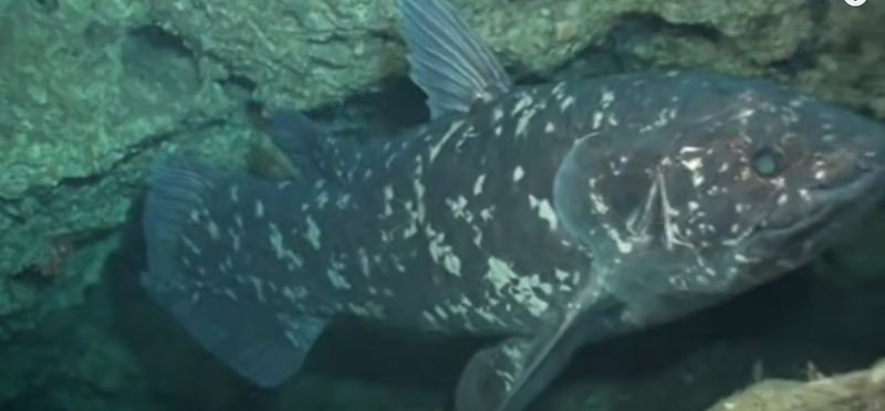 celacantul sau fosila vie ar putea trai un secol, Foto: Captura YouTube
