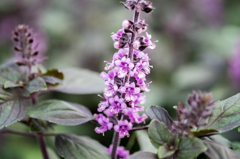 busuioc, Foto: Dreamstime.com