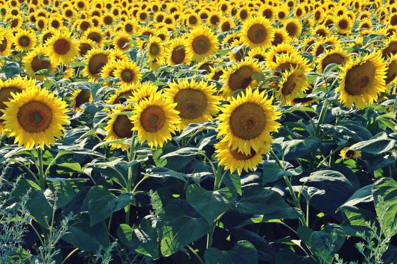 Floarea soarelui, Foto: Angel Luis Ojeda, Dreamstime.com