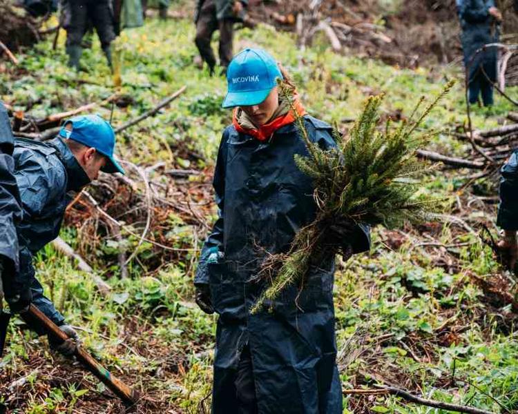 Apa Bucovina - trei mii de brăduți plantați, Foto: Apa Bucovina