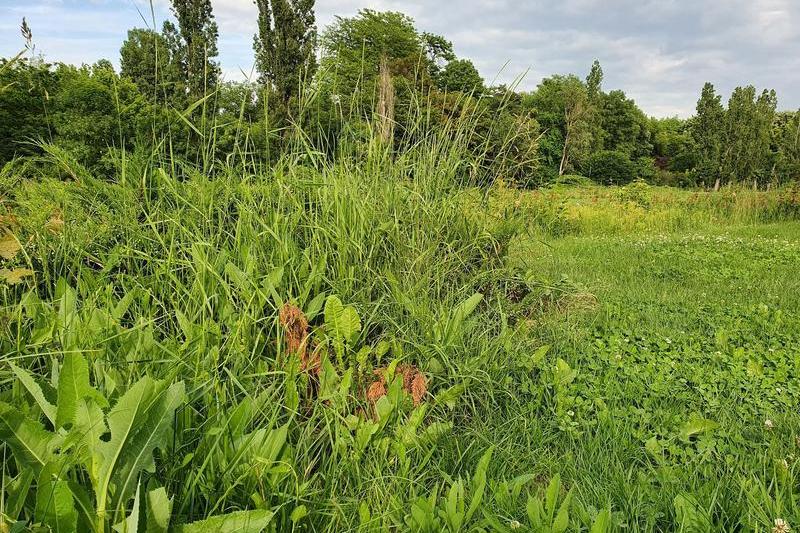 Iarba din parcul Herastrau, Foto: Hotnews