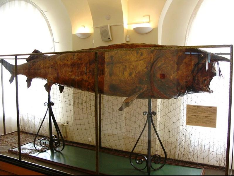 Un morun de o tonă și 4,7 m la Muzeul Național al Tatarstanului din Kazan , Foto: Wikipedia