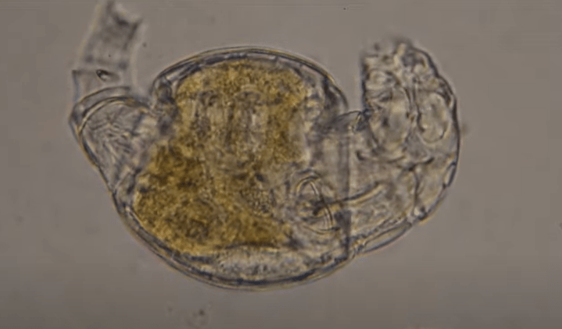 rotifera, Foto: Captura YouTube