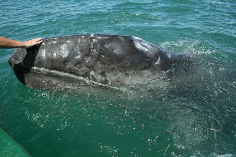 Balena cenusie, Foto: Derek Simpson, Dreamstime.com