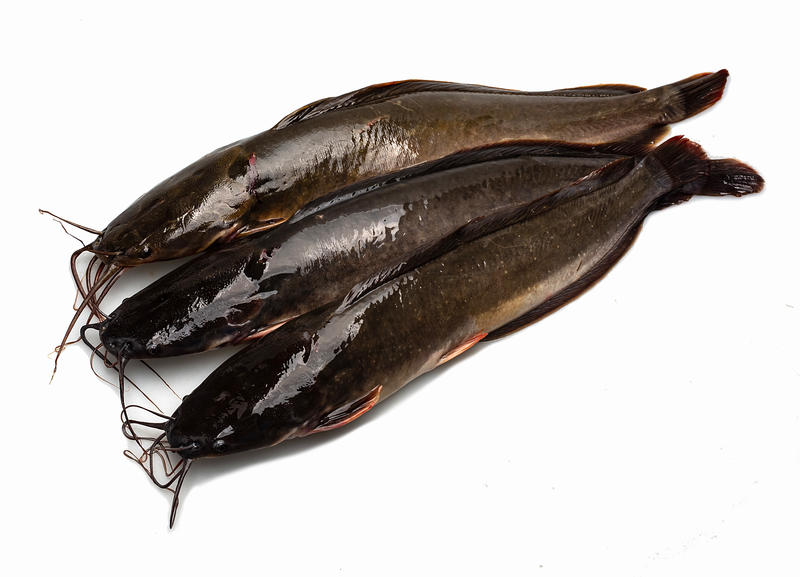 Somni africani, Foto: freepik.com