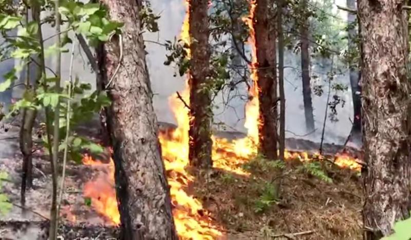 incendiu in Parcul Natural Portile de Fier, Foto: Captura