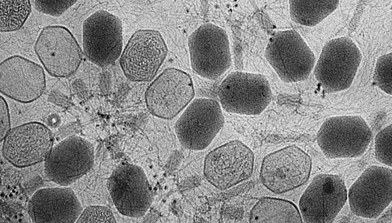 Bacteriofagi, Foto: Flickr