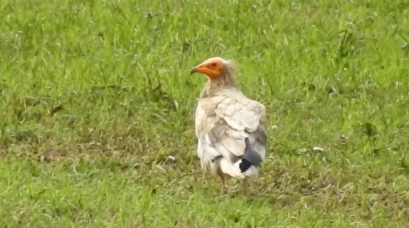 Vultur egiptean observat in Irlanda, Foto: Captura video
