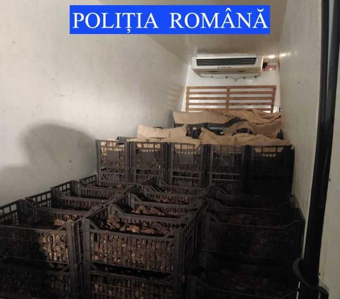 Trufe negre capturate in Neamt, Foto: Politia Romana