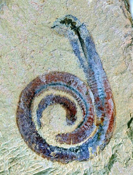 Crustacee antice, Foto: Xianfeng Yang, Yunnan University