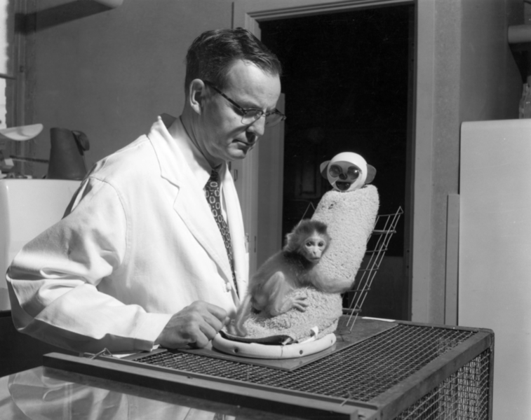 Harry Harlow a desfasurat experimente care ar fi de neimaginat in ziua de astazi, Foto: captura video