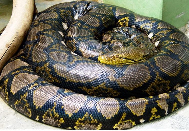 Piton reticulat, Foto: Wikipedia