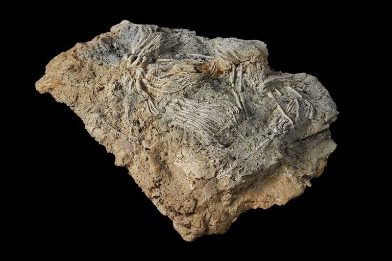 Fosile marine din Jurassic, Foto: Natural History Museum of London
