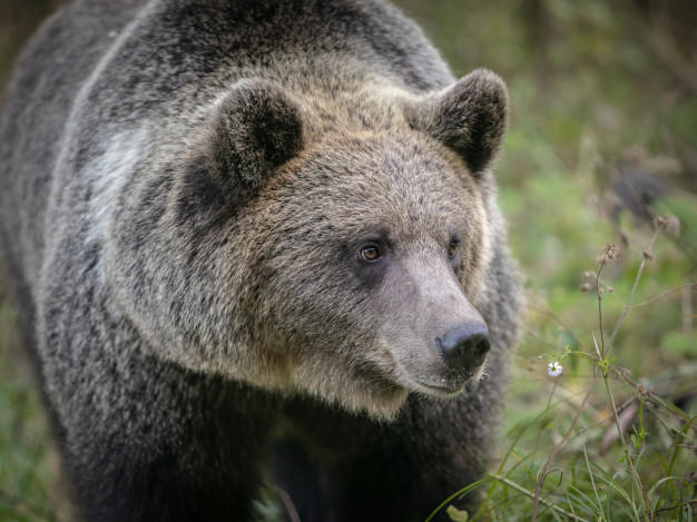 Urs brun in salbaticie, Foto: Freepik