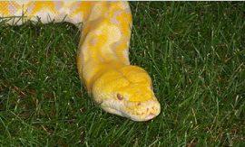 piton reticulat albinos, Foto: Captura Wikipedia