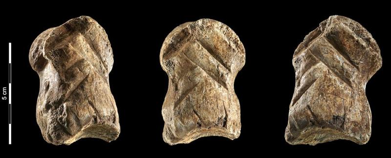 Osul de cerb si liniile lasate de un om, acum 51.000 de ani, Foto: Nature