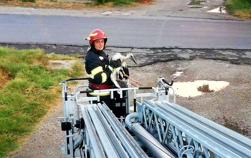 Pui de barza salvat de pompieri, Foto: Facebook/ ISU Giurgiu