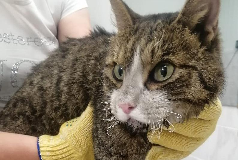 Pisica salvata dupa incendiile din Siberia, Foto: Yekaterina Fyodorova / TASS / Profimedia