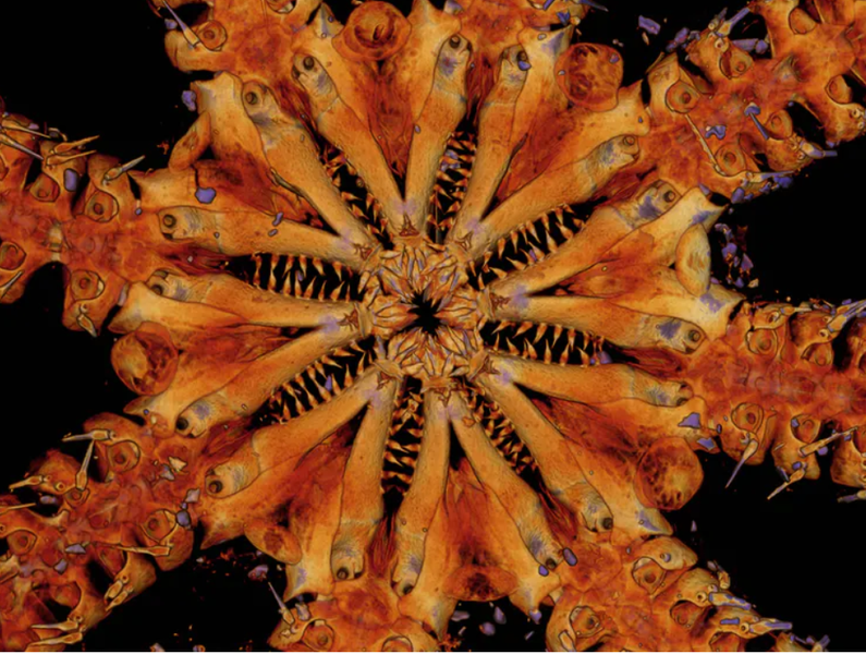 Ophiojura, animalul marin cu 8 brate lungi ca niste serpi, Foto: captura The Conversation