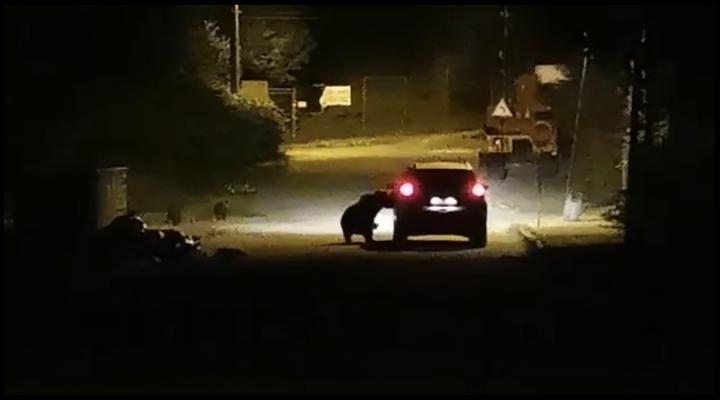 o ursoaica a atacat o masina, la Busteni, Foto: Captura