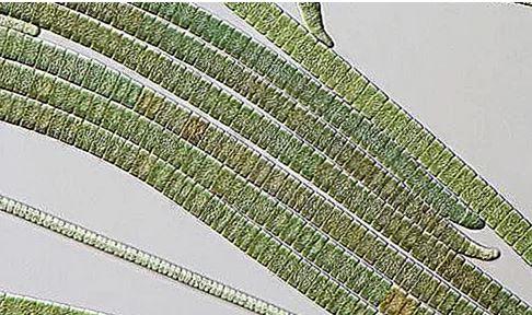 Cianobacterii, Foto: warbletoncouncil.org