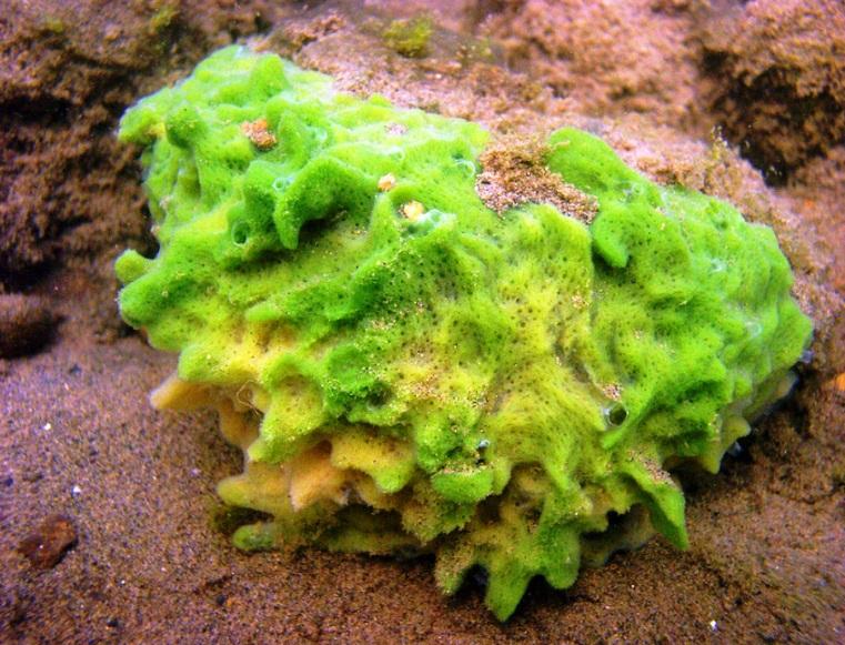 Burete de apă dulce, Foto: Wikipedia