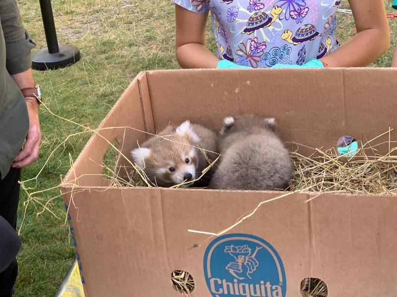 pui de panda rosu, la Zoo Brasov, Foto: Buna Ziua Brasov