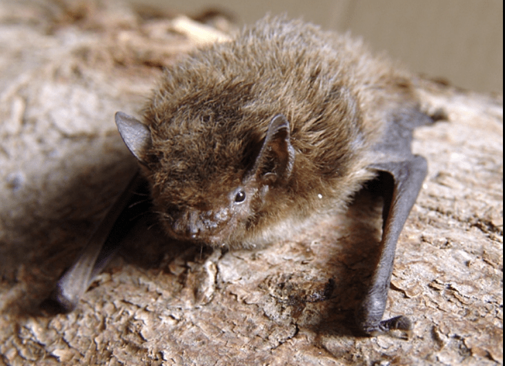 Liliac Pipistrellus nathusii, Foto: Captura Wikipedia