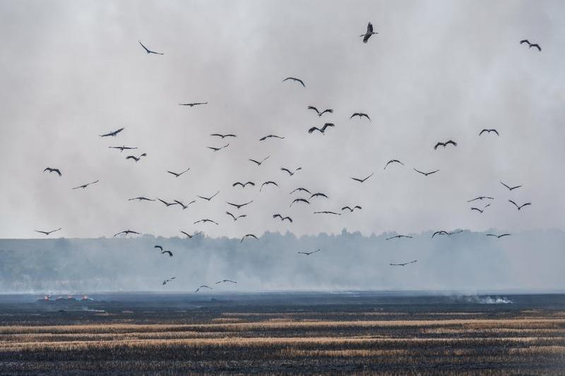 Berzele care traverseaza Grecia devin dezorientate din cauza incendiilor de vegetatie, Foto: Ivan Kmit / Alamy / Profimedia Images
