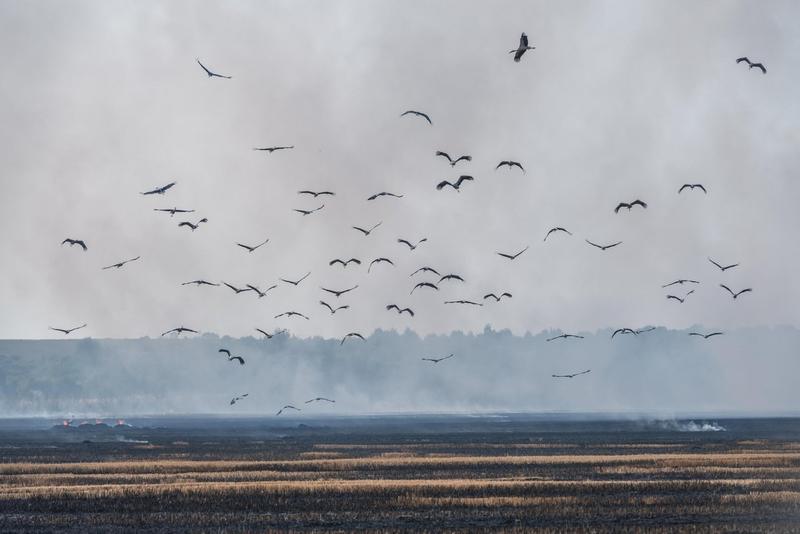 Berzele care traverseaza Grecia devin dezorientate din cauza incendiilor de vegetatie, Foto: Ivan Kmit / Alamy / Profimedia Images