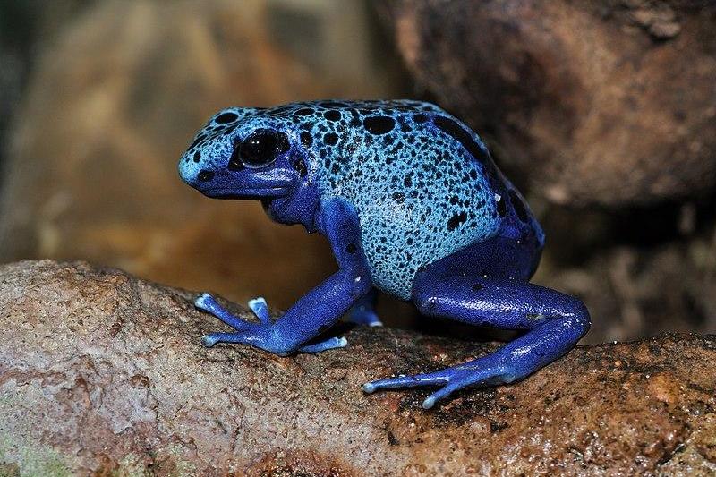 Dendrobates azureus (sursa: Quartl), Foto: Wikipedia