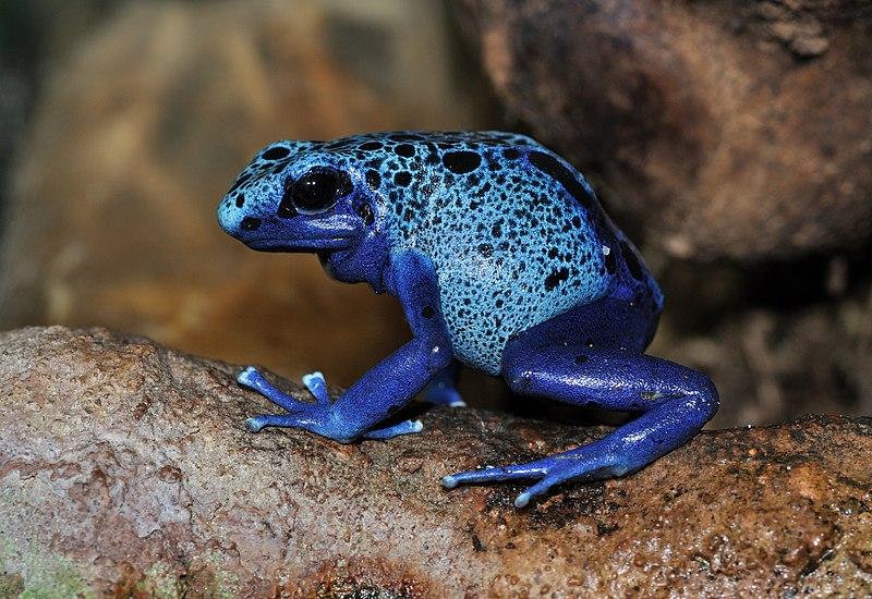 Dendrobates azureus (sursa: Quartl), Foto: Wikipedia