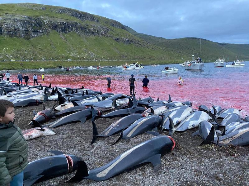 Delfini masacrati in Insulele Faroe, Foto: Valentina Crast / Sea Shepherd / SWNS / SWNS / Profimedia