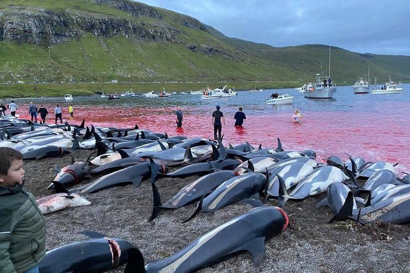 Delfini masacrati in Insulele Faroe, Foto: Valentina Crast / Sea Shepherd / SWNS / SWNS / Profimedia