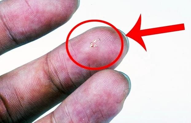 Microzburători, Foto: Northwestern University