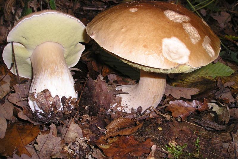 porcini, Foto: Wikipedia