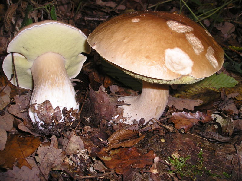 porcini, Foto: Wikipedia