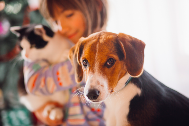 Importanța sterilizării animalelor de companie, Foto: Freepik.com