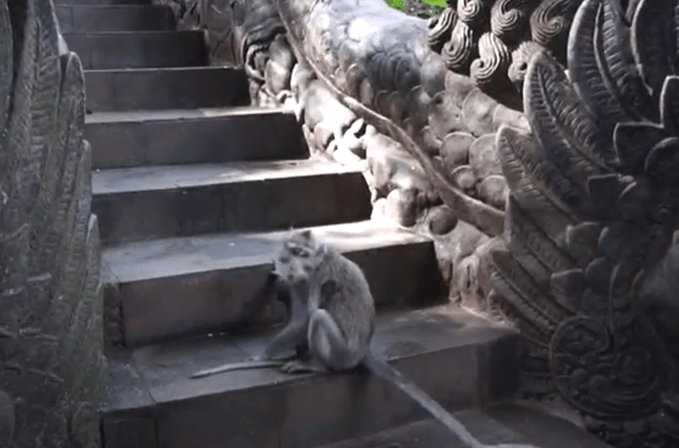 macac, Foto: Captura YouTube