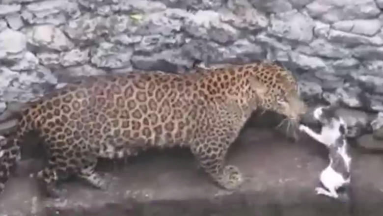 Leopardul si pisica, Foto: Captura video