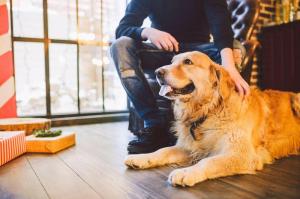 Un golden retriever cu stapanul sau, Foto: Zoonar GmbH / Alamy / Profimedia Images