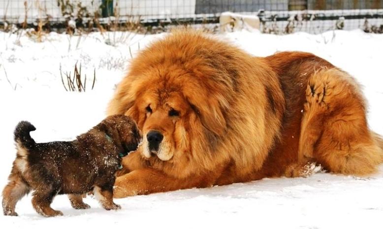 Leul canin sau câinele leonin?, Foto: YouTube