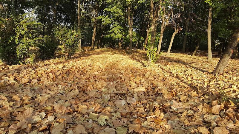 Parcul Tineretului, toamna, Foto: Hotnews