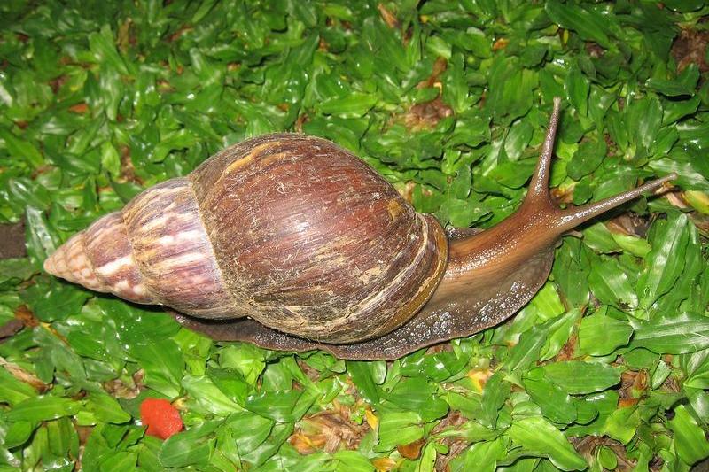 Melcul african gigant (Lissachatina fulica), Foto: Alexander R. Jenner