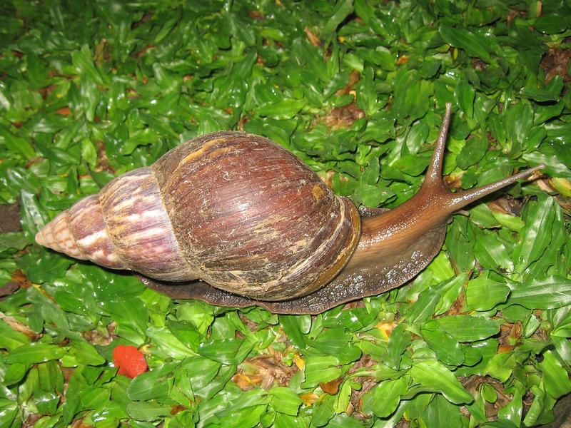 Melcul african gigant (Lissachatina fulica), Foto: Alexander R. Jenner
