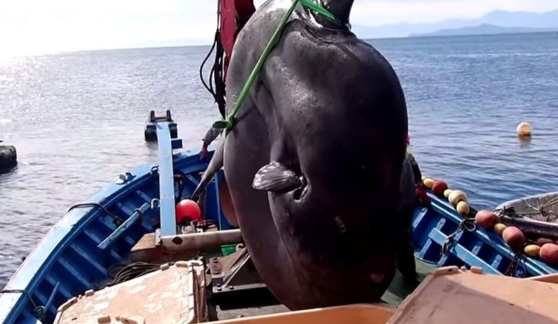 Peste-lună de 2 tone, Foto: youtube.com