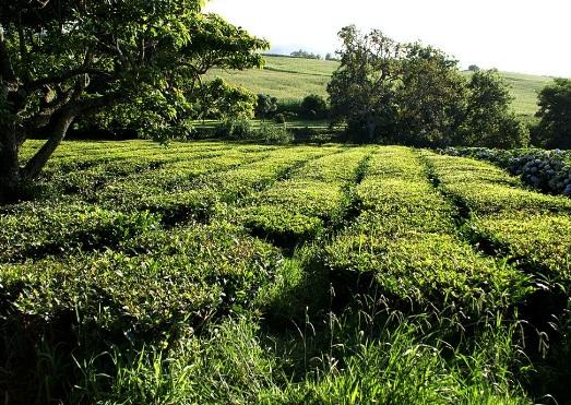 Plantatie, Foto: Hotnews