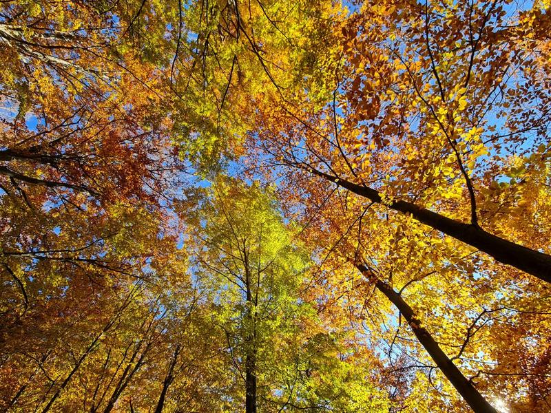 Peisaj de noiembrie, Foto: Vlad Barza / HotNews.ro