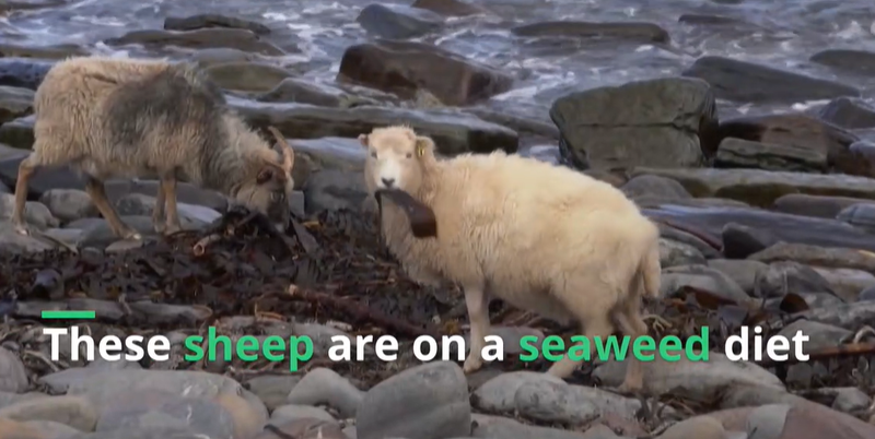 oile care mananca alge ar putea fi cheia pentru a reduce emisiile de metan, Foto: Captura video