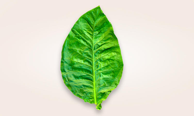 Înțelegerea nicotinei, Foto: Philip Morris România